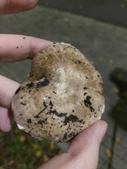 Agaricus campestris