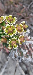 Euphorbia caput-medusae