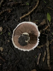 Agaricus campestris