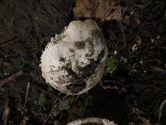 Agaricus campestris