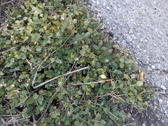 Petrosedum ochroleucum