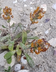 Manulea tomentosa