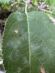 Podosphaera leucotricha