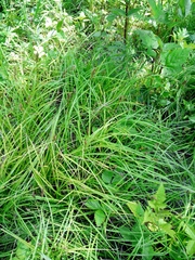 Carex pallida