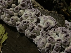 Chondrostereum purpureum