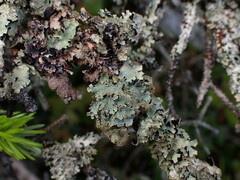 Parmelia pseudosulcata