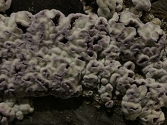 Chondrostereum purpureum