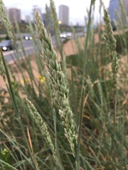 Poa cumingii