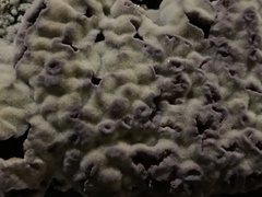 Chondrostereum purpureum