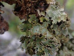 Parmelia pseudosulcata