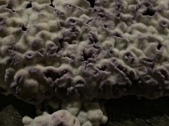 Chondrostereum purpureum