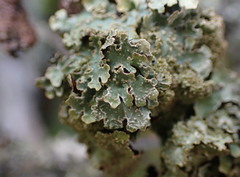 Parmelia pseudosulcata