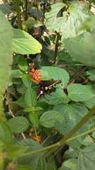 Heraclides hectorides