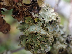 Parmelia pseudosulcata