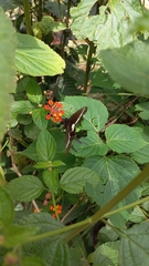 Heraclides hectorides