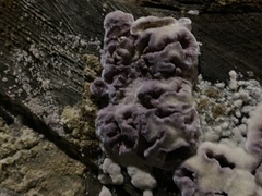 Chondrostereum purpureum