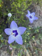 Campanula versicolor