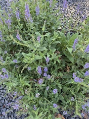 Verbena lasiostachys