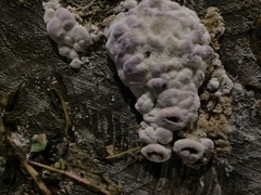 Chondrostereum purpureum