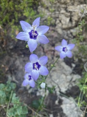 Campanula versicolor