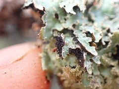 Parmelia pseudosulcata