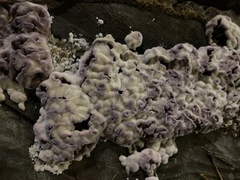 Chondrostereum purpureum