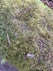 Kindbergia oregana