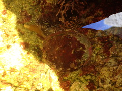 Haliotis kamtschatkana