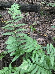 Dryopteris celsa