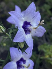 Campanula versicolor