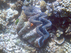 Tridacna gigas
