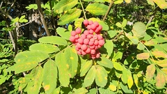 Sorbus sitchensis