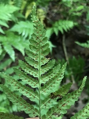 Dryopteris celsa