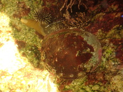 Haliotis kamtschatkana