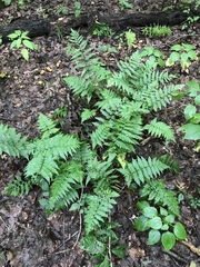 Dryopteris celsa