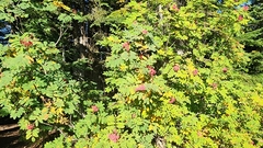 Sorbus sitchensis