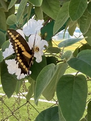 Papilionini