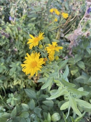 Heterotheca camporum