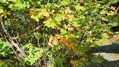 Sorbus sitchensis