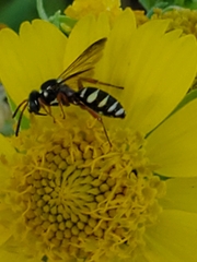 Nomada texana