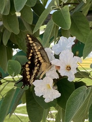 Papilionini