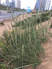 Poa cumingii
