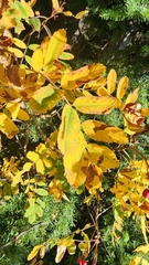 Sorbus sitchensis