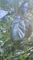 Quercus imbricaria