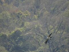 Elanoides forficatus