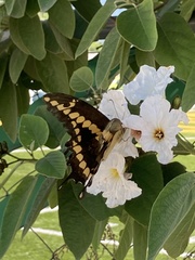 Papilionini