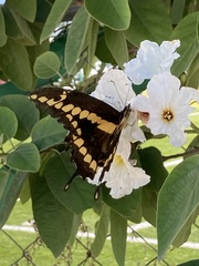 Papilionini