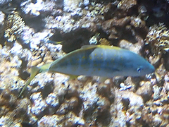 Caranginae