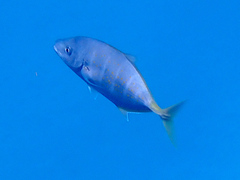 Caranginae