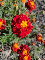 Tagetes erecta